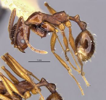 Media type: image;   Entomology 20598 Aspect: habitus lateral view 4